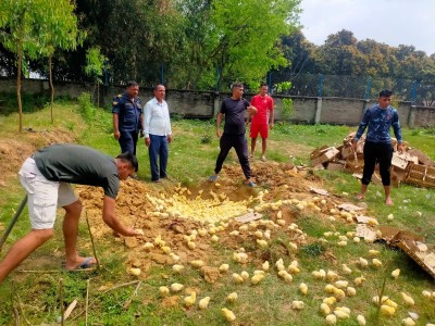 पर्सा प्रहरीद्वारा पाँच हजार भारतीय कुखुराको चल्ला बरामद गरी नष्ट  ।