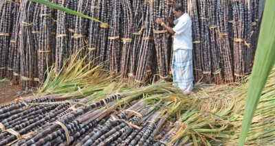 उखुको मूल्य प्रति क्विन्टल ७०५ रुपैयाँ कायम गर्न माग