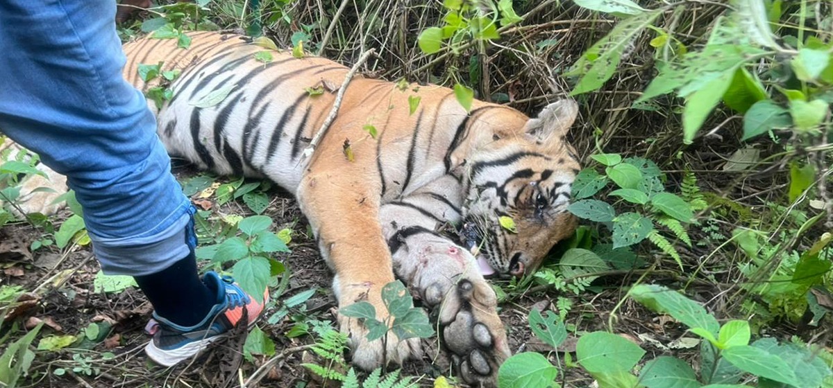 मान्छेलाई घाइते बनाएको बाघलाई स्थानीयले मारिदिए