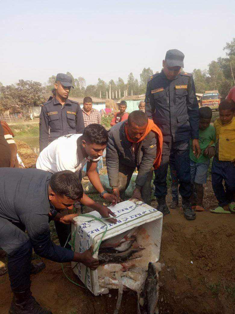 बल्ल लाग्यो घैंटोमा घाम, रौतहट प्रहरीद्वारा भारतीय माछा नष्ट